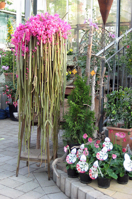 Orchideenkomposition, Bild 2