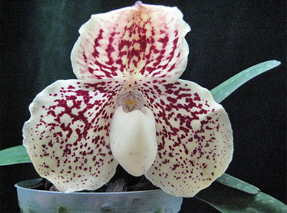 Paphiopedilum godefroyae Orchidee