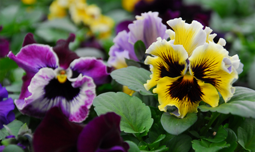 Pflanzenbereich der Gärtnerei Cramer