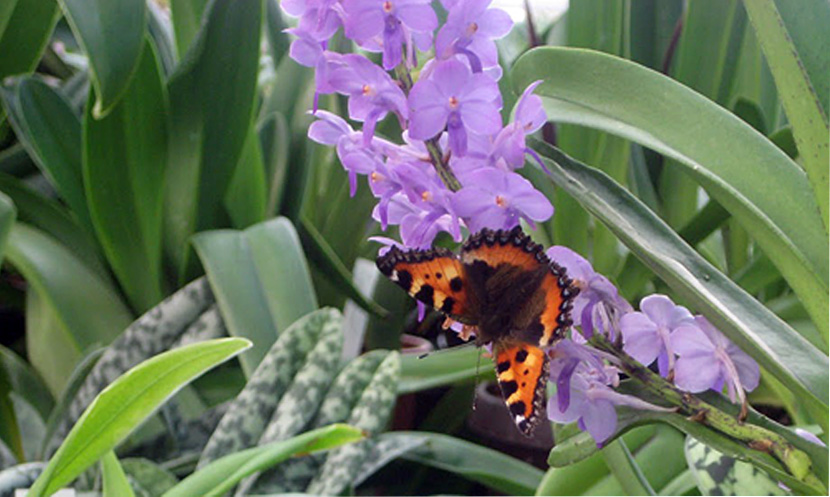 Orchidee mit Schmetterling bei Cramer Orchideenzucht